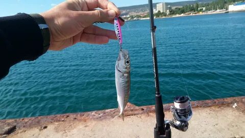 Пилькер на черном море с берега