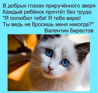 Стихи любимый питомец