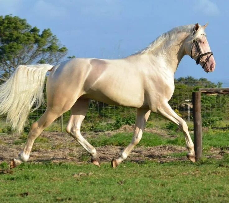 The so called Belgian Draft... Horses, Rare horses, Draft horses