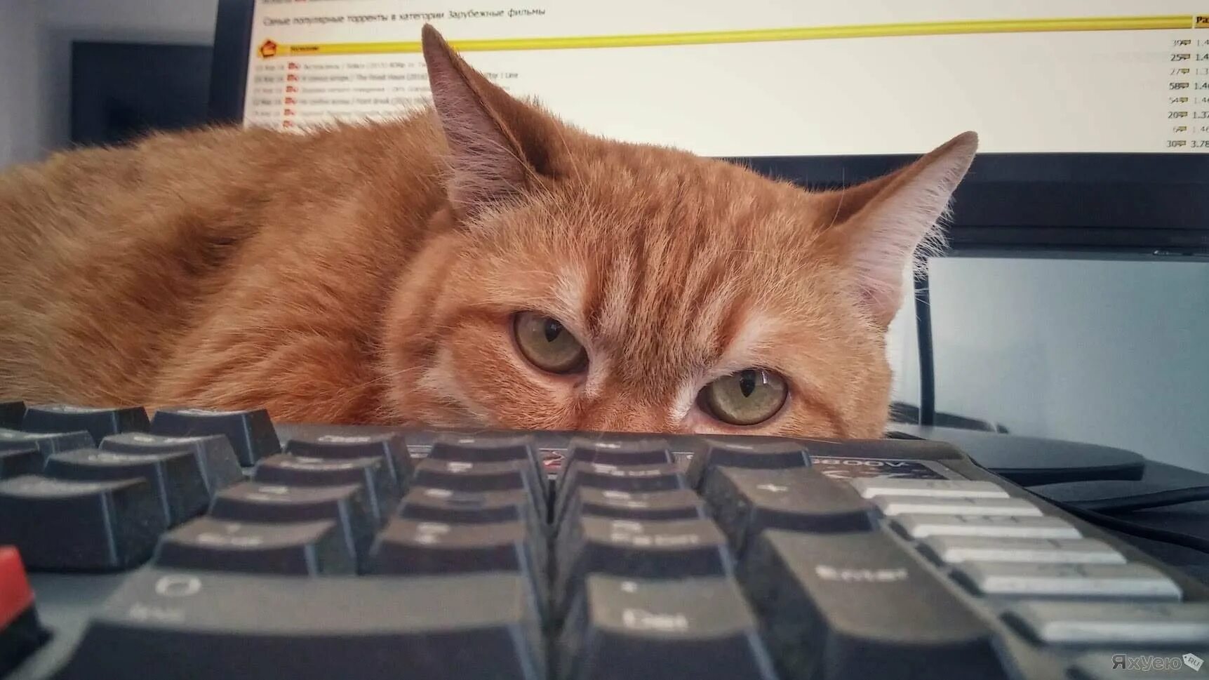 Кот кассирша. Рыжий кот на работе. Коты смешные в магазине. Рыжий кот работает. Рыжий кот работает.