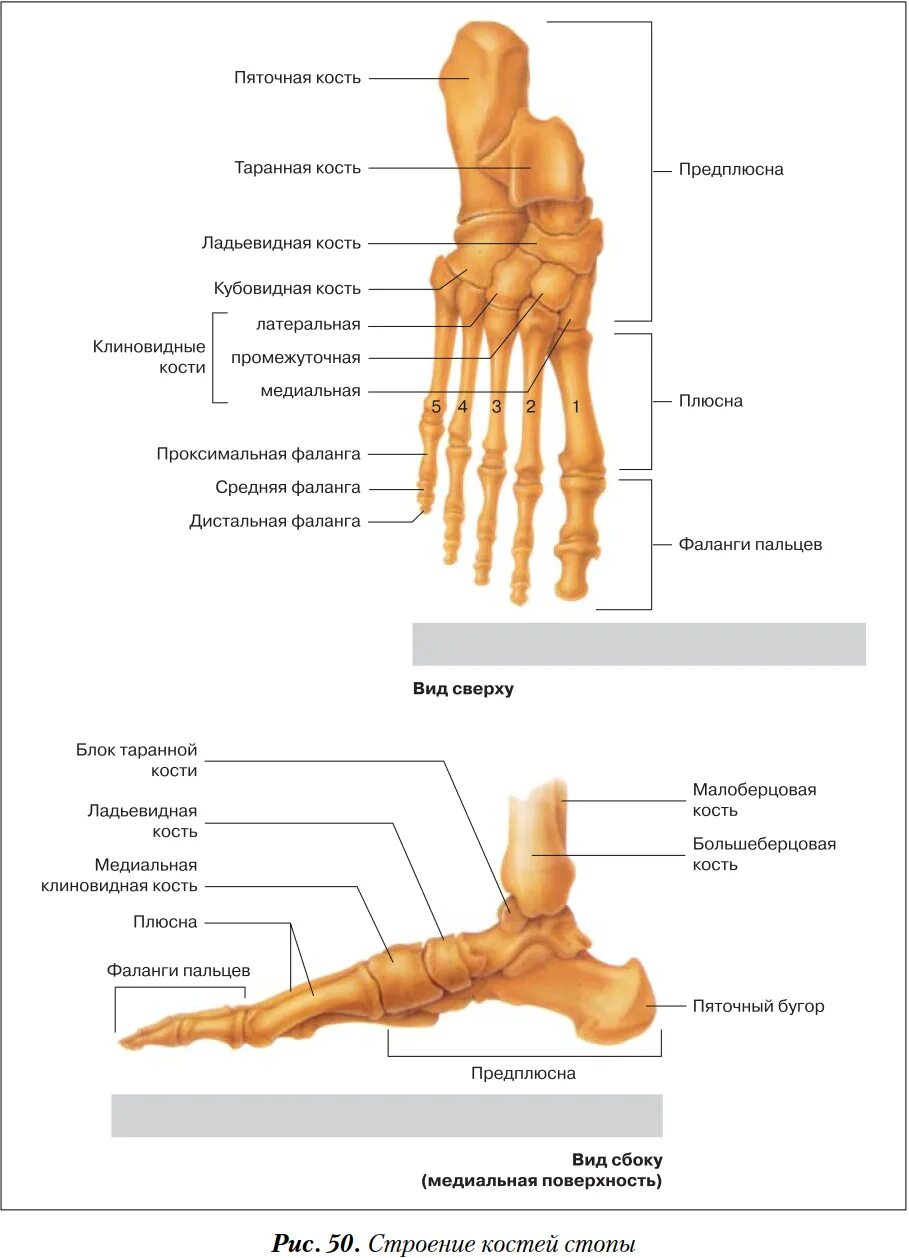 Название частей стопы. Стопа кость строение анатомия. Нога анатомия строение кости. Кости стопы человека анатомия. Строение стопы ноги кости.
