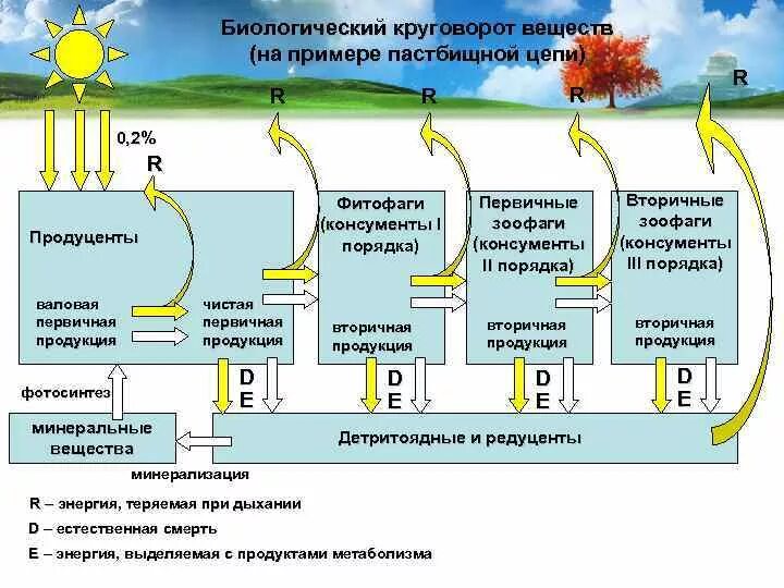 Живые организмы осуществляют круговорот. Биологический круговорот в биосфере схема. Схема биологического круговорота веществ Лесной экосистемы. Схема круговорота веществ в природе 6 класс география. Круговорот веществ в природе 6 класс биология.