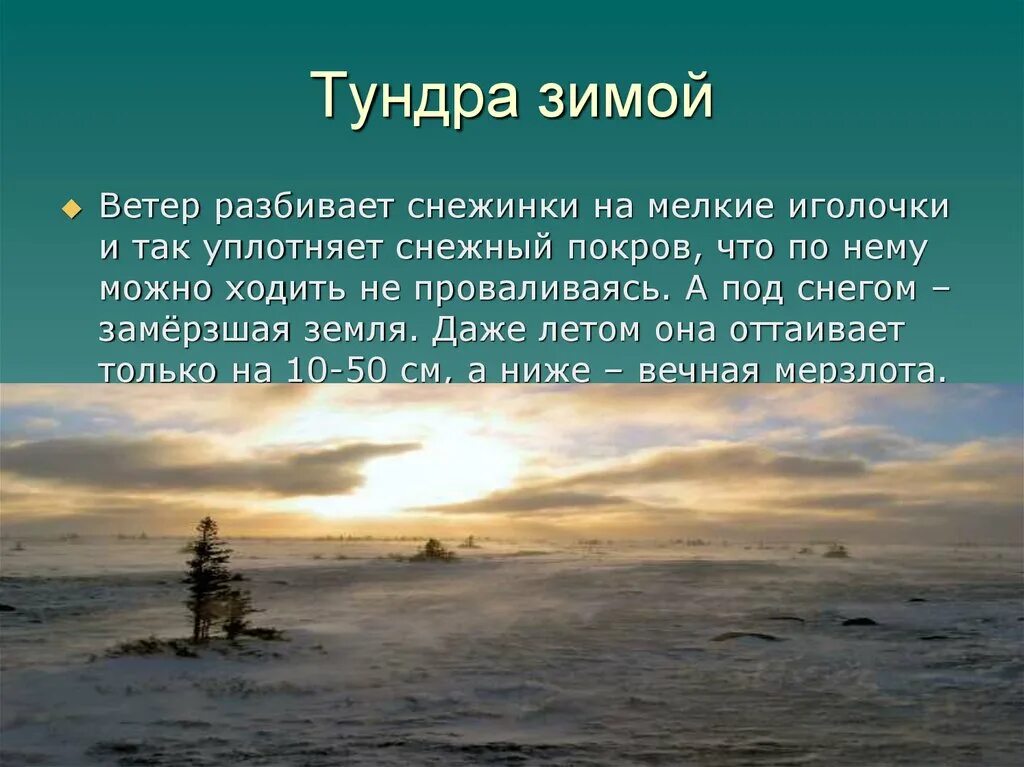 Какая природная зона перед полярным кругом. Тундра доклад 4 класс окружающий мир. Тундра природная зона 4 класс. Доклад о тундре. Факты о тундре.