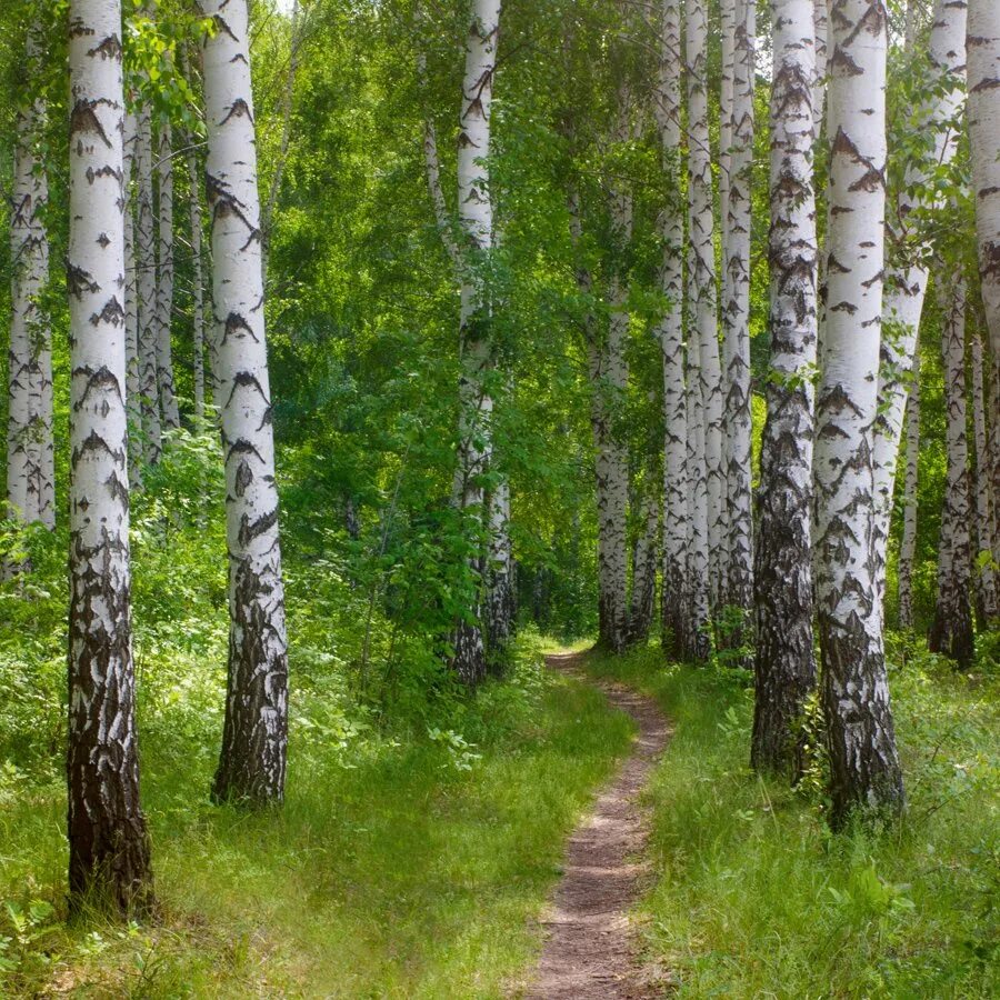 Березовый лес Некрасовка. Березовая роща Тутаев. Береза Литвинова. Лес. Берёзовая роща Владимирская область.