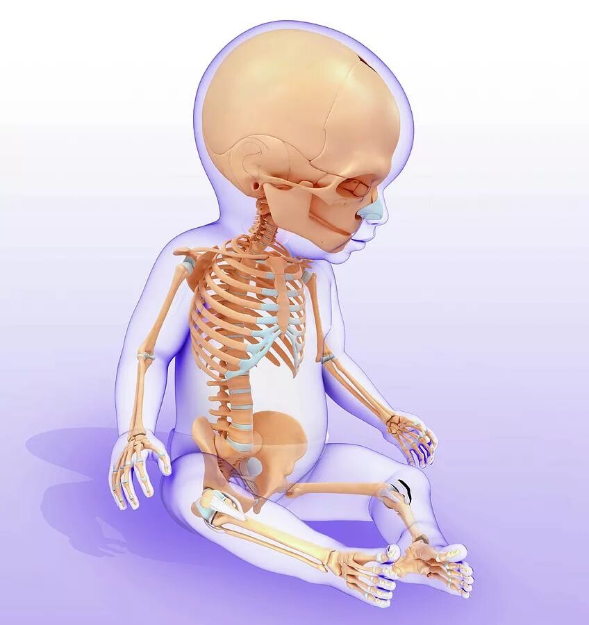 скелет новорожденного ребенка. особенности строения скелета новорожденного ребенка. келет новорожденного ребенка. скел4т челрчеуа. скелет ребенка и взрослого.