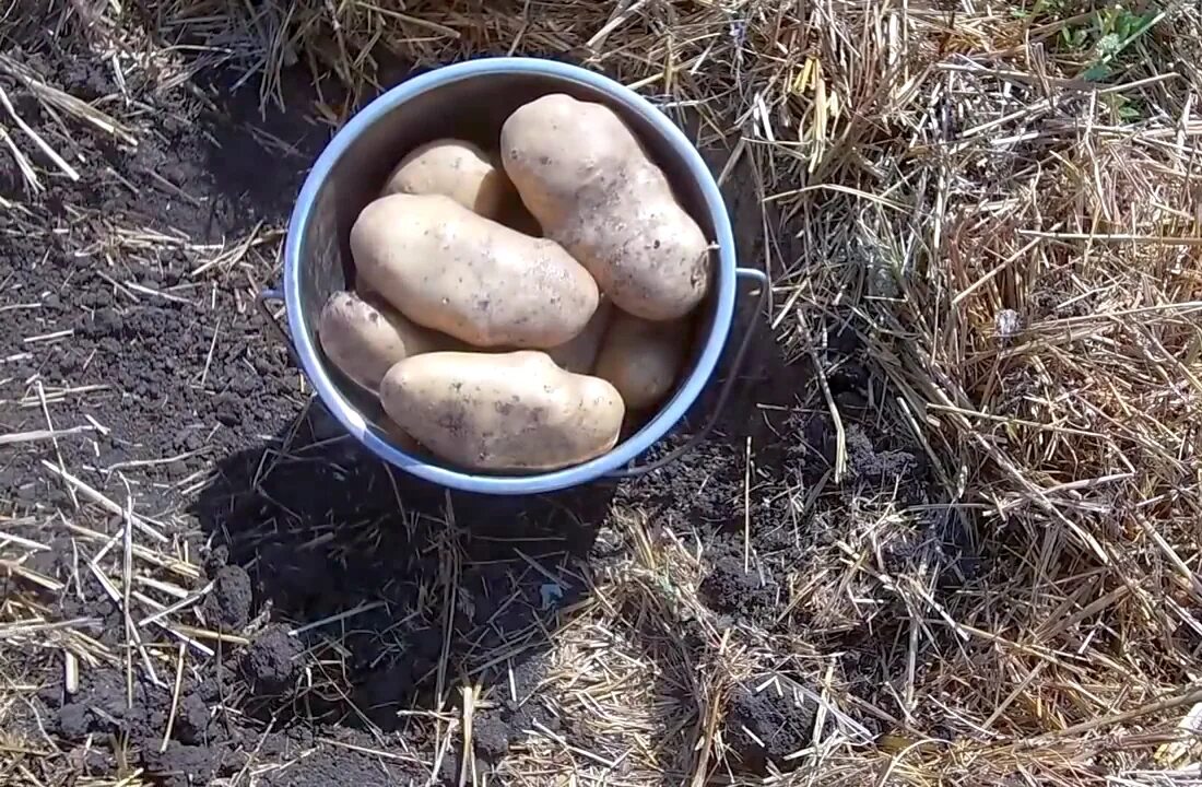 Часть собранного картофеля