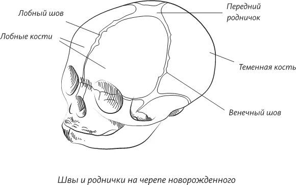 Метопический лобный шов. Лобная кость метопический шов. Стреловидный шов у новорожденных. Швы и роднички черепа анатомия.