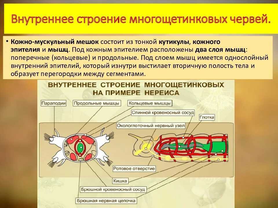 Брюшная нервная цепочка функции. Кожно-мускульный мешок у многощетинковых червей. Внутреннее строение многощетинковых червей. Многощетинковые черви строение. Многощетинковые строение.