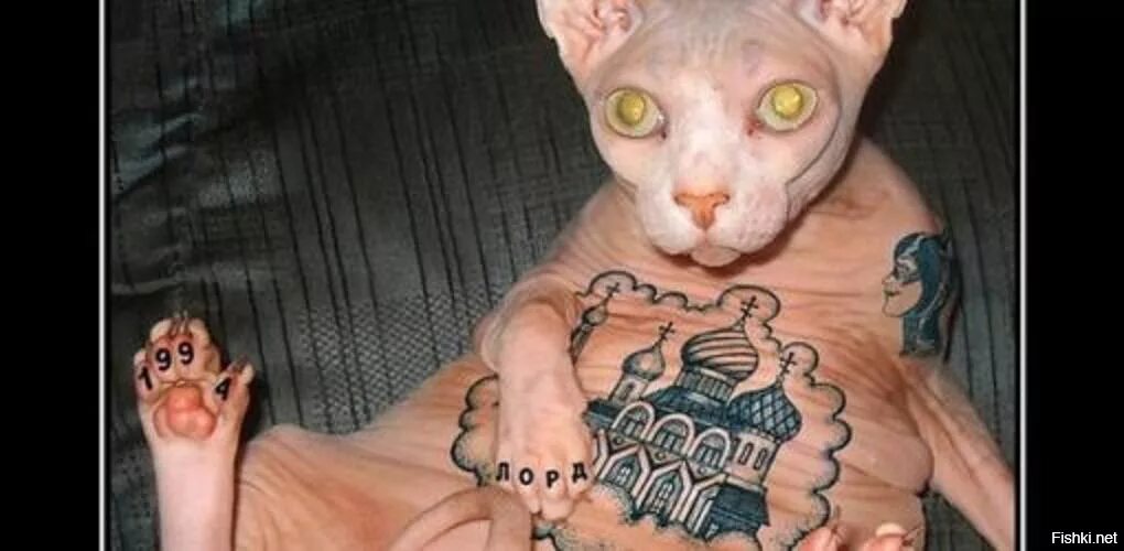 Кот в тюрьме. Сфинкс с татуировками. Кот ауе. Тюрьма для котов. Кот за решеткой.