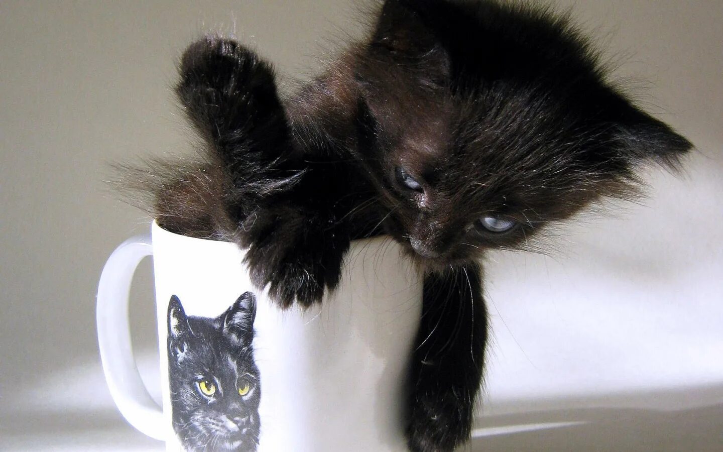Черный котенок. Черный кот кофе. Черный котик в кружке. Чашка с котом черная. Черные котята в добрые