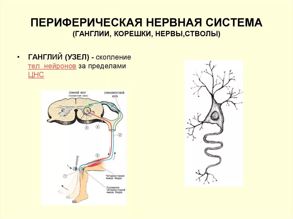 Периферический нерв функции. Нервные узлы и нервные ганглии. Строение нервов и нервных узлов. Периферическая нервная система. Периферическая нервна ясисоема.