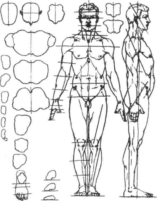 Схема человека. Соотношение пропорций тела человека. Пропорции человеческого тела. Мужская фигура пропорции. Пропорции тела человека схема.