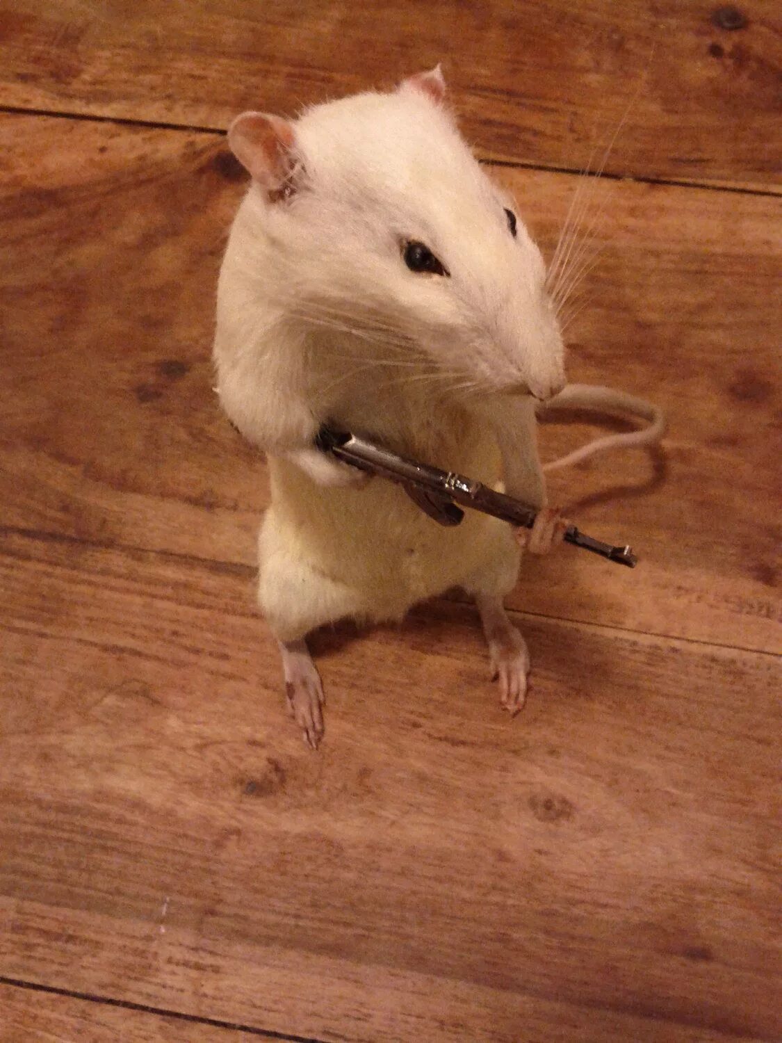 Rat meme