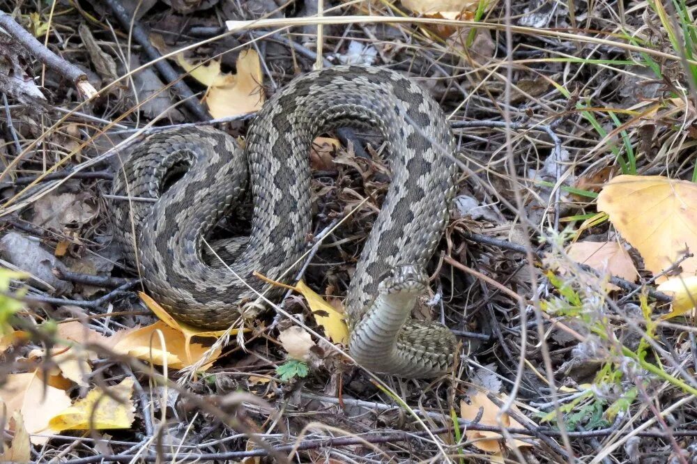 Кто есть гадюк. Восточная Степная гадюка (Vipera (Pelias) Renardi). Степная гадюка (Vipera Ursini Bonaparte). Гадюка Степная Восточная Pelias Renardi. Степная гадюка (Vipera Renardi).