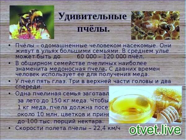 От земли до неба о пчелах. Сообщение о пчелах. маленький доклад про пчел. пчелы основные сведения. важные факты о пчелах.