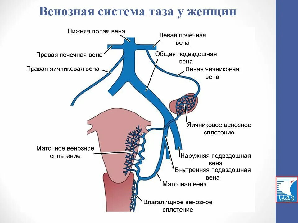 Как улучшить кровообращение в тазу