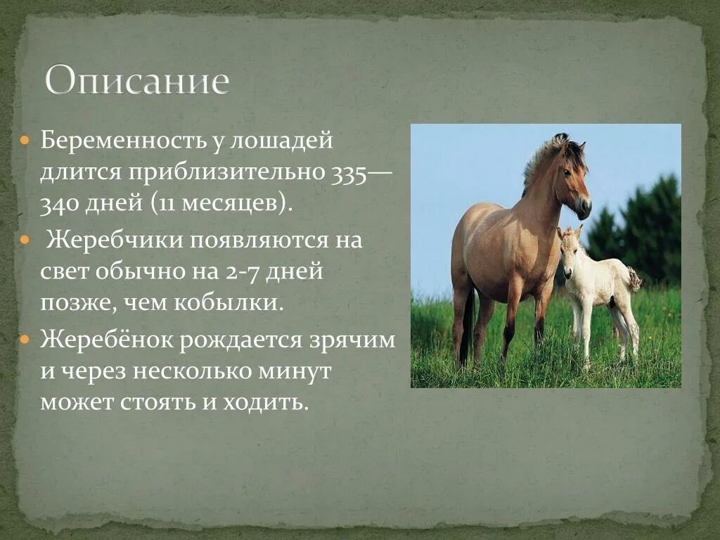 Сколько пройдет лошадь. Период беременности лошади. Описание жеребенка. Лошадь беременность Длительность.
