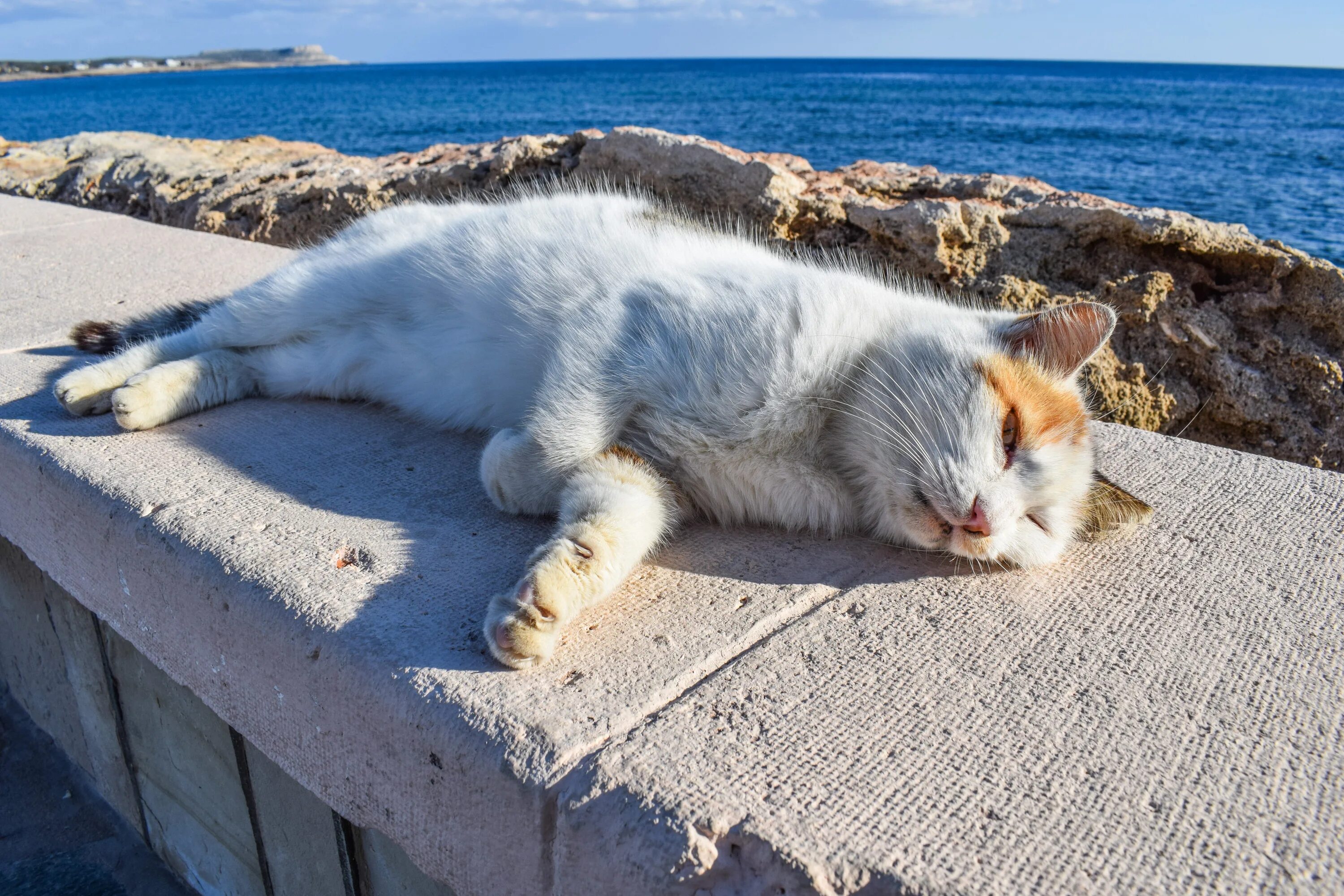 Расслабленная кошка. Отдыхающий кот. Котик отдыхает. Кошка лето. Кошка на отдыхе.