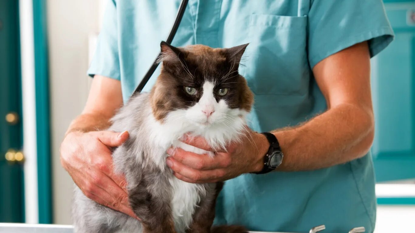 Ветеринар для кошки отзывы