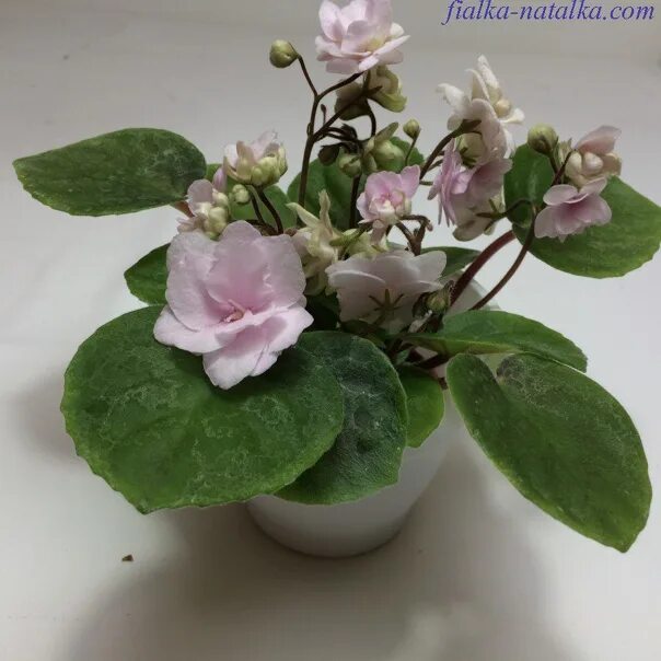 Ян наталка. Ле дикий хмель фиалка. Фиалка ян наталка. Фиалка наталка. Сенполия ян наталка.