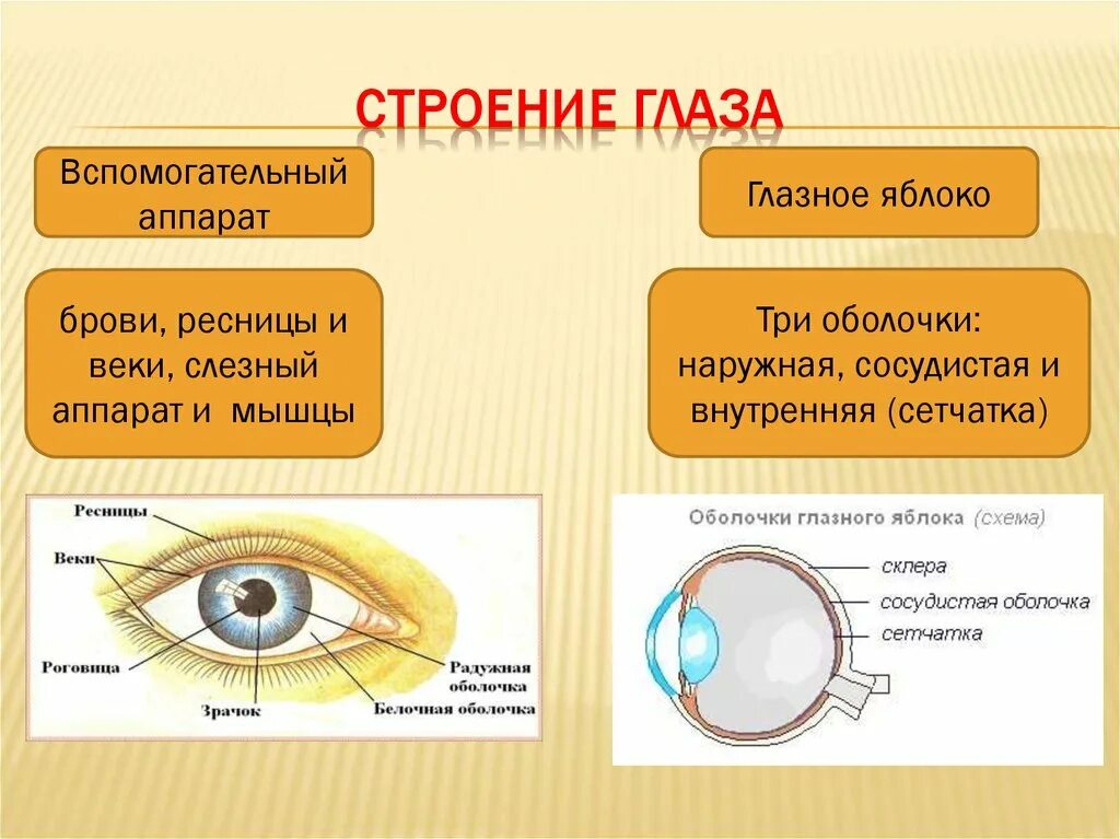 Глазное яблоко и вспомогательный аппарат глаза. Схема строения оболочек глазного яблока. Строение глазного яблока и вспомогательного аппарата. Вспомогательный аппарат глаза и строение глазного яблока. Оболочки глаза человека таблица