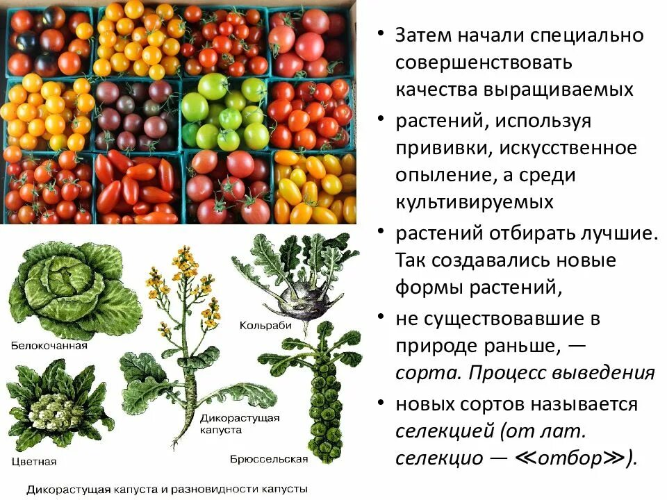 Примеры сортов любых культурных растений. Разнообразие культурных растений культурные. Возникновение культурных растений. Многообразие сортов культурных растений. Важнейшие культурные растения.