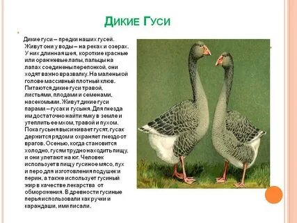 Рассказ про игрушку гуся