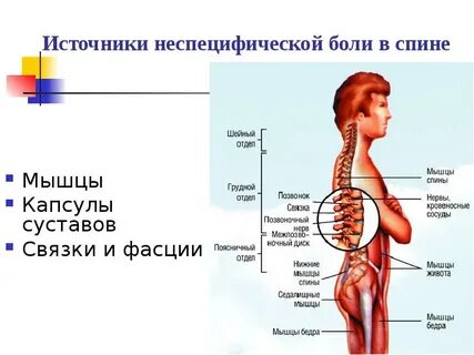 Болит и ноет поясница причины
