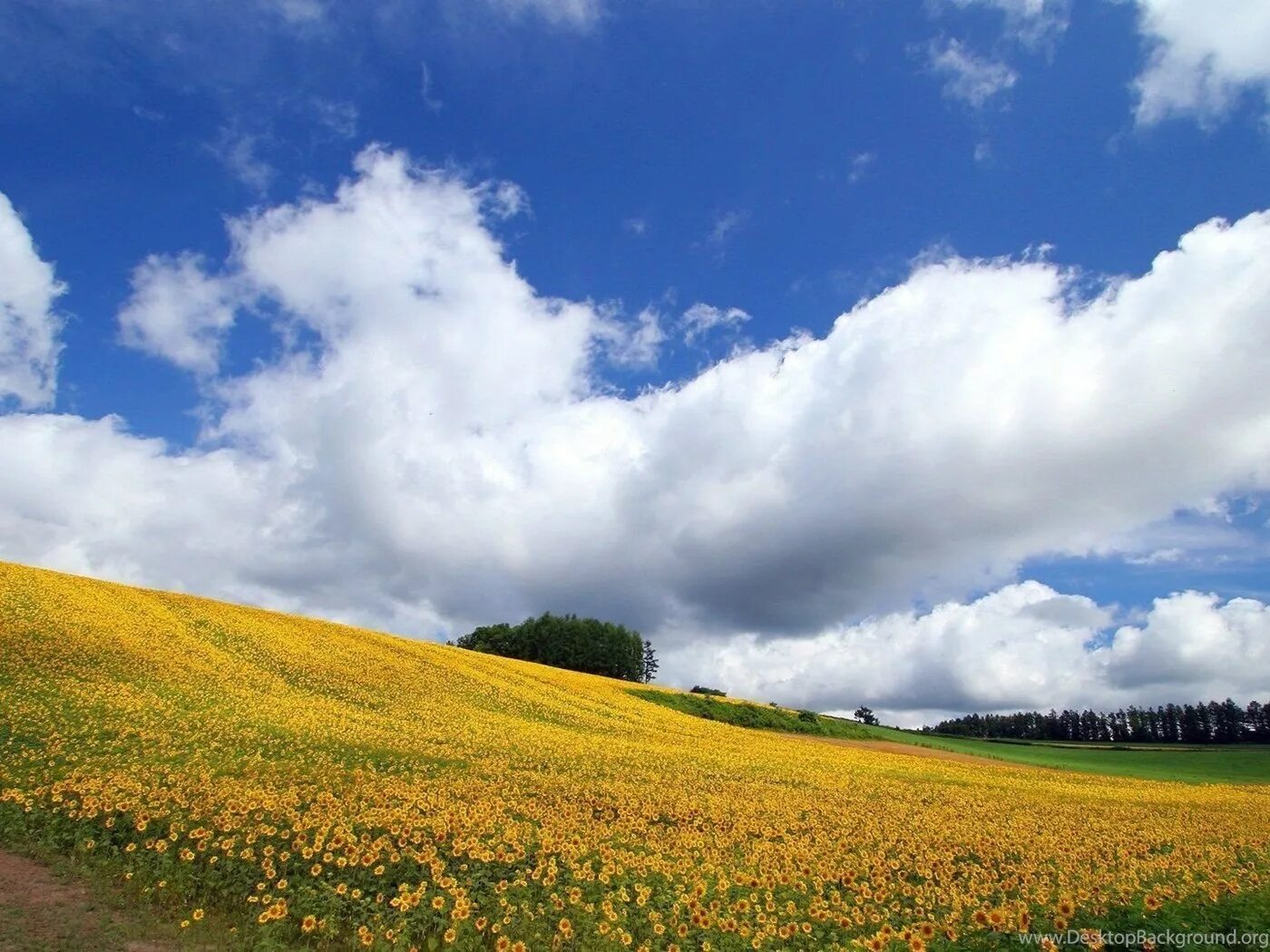 Пейзаж поле. Пейзажи Кубани. Поле Горизонт. Природа небо. Query field