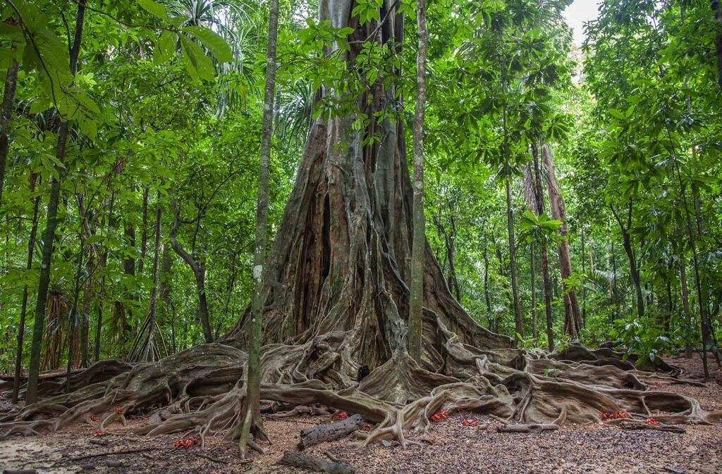 Дерево малайзия. Ходячее дерево Малайзия. Сократея голокоренная. Пальма Iriartea gigantea. Ходячие деревья в Амазонке.