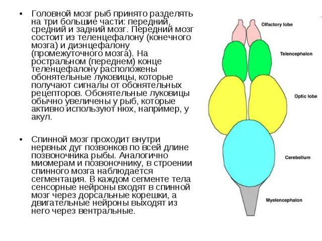 Какой мозг у рыб. Строение головного мозга рыбы. Функции отделов головного мозга у рыб. Отделы головного мозга рыбы таблица. Мозг рыбы строение и функции.