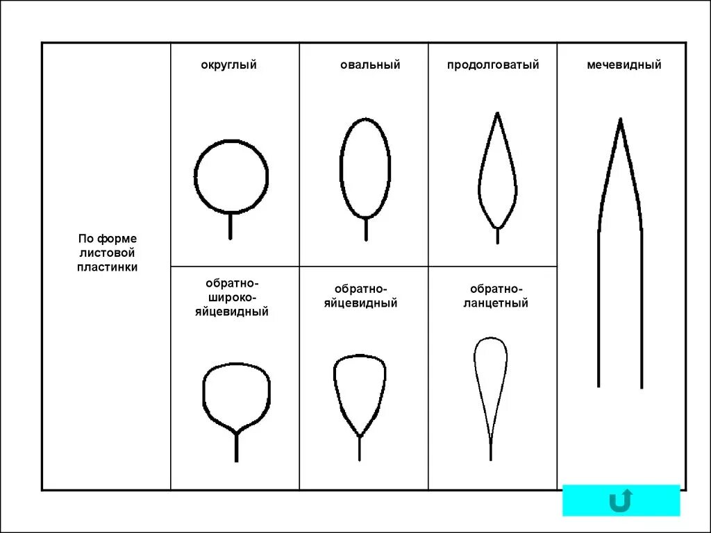 Продолговатый округлый. Продолговатая форма. Округлой формы и продолговатый. Овальная форма листовой пластинки. Форма пластинки яйцевидная.