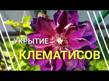 Обрезать и укрыть клематис