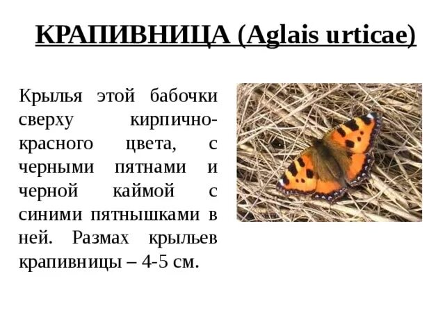 Крапивница Aglais urticae. Бабочка крапивница описание. Бабочка крапивница (Aglais urticae). Сообщение о бабочке крапивнице. Крапивница класс