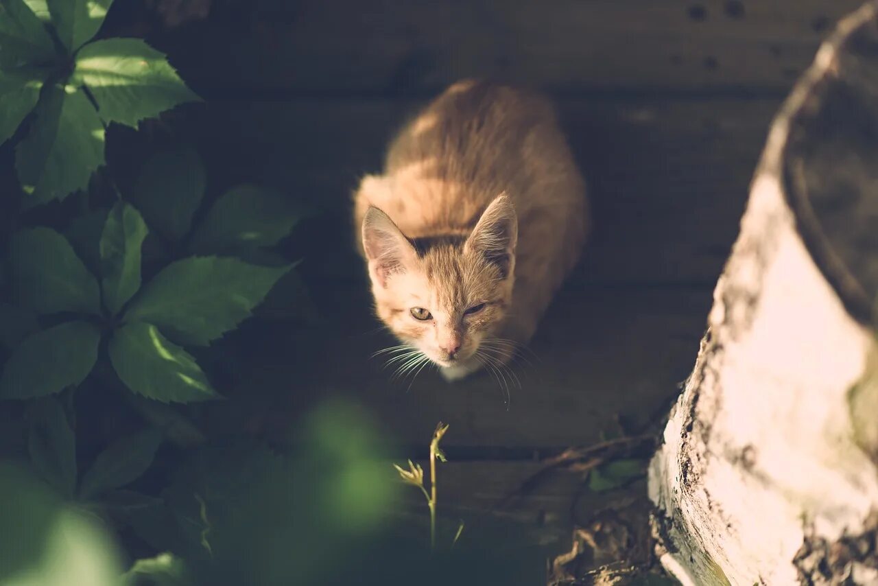 Окружи кошку