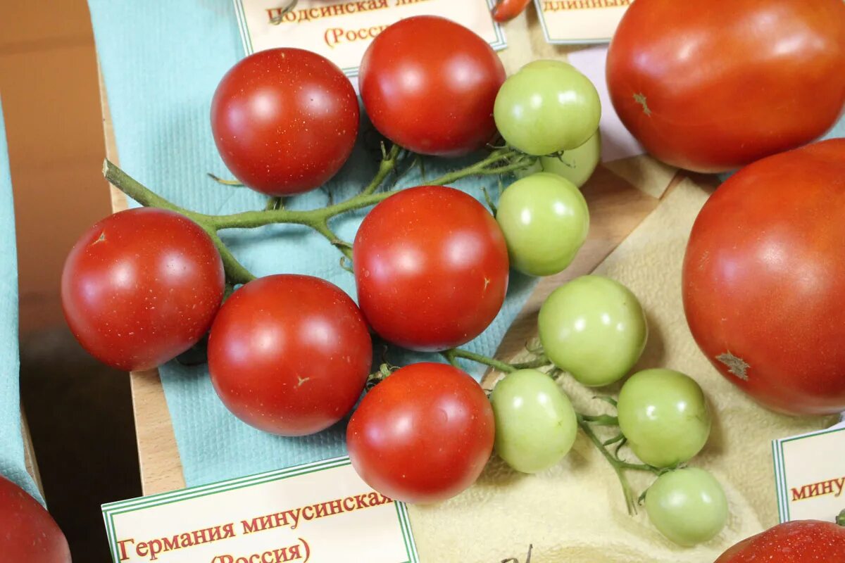 томат минусинский урожайный характеристика и описание. томат минусинский кистевой. минусинские томаты сорта фото описание отзывы садоводов. томат минусинский урожайный. томат минусинский урожайный.
