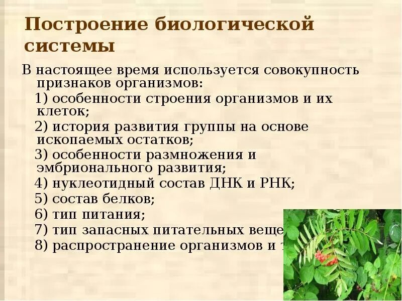 Принципы биологии. Принципы систематики в биологии. Принципы систематики организмов.