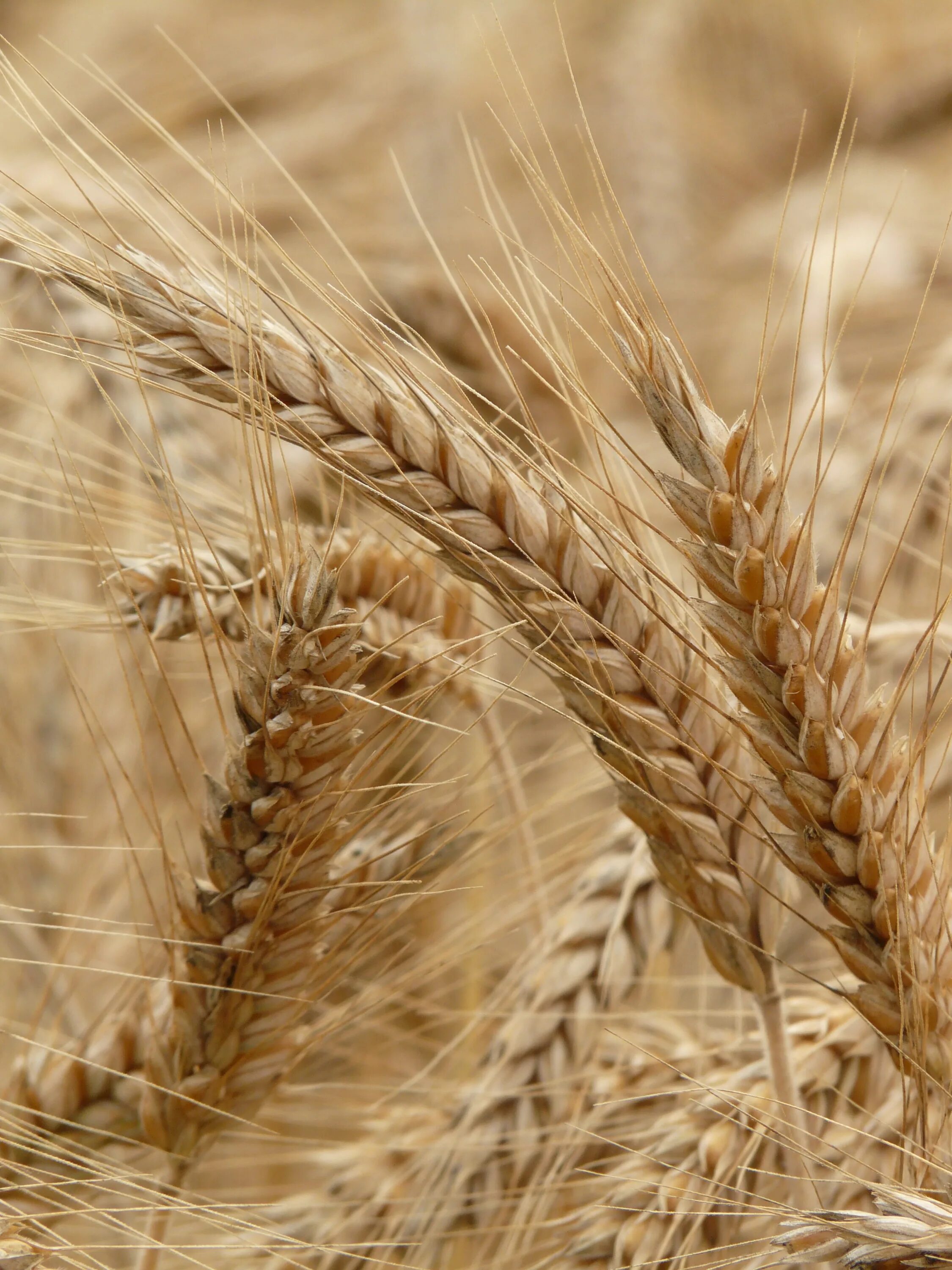 Пшеница рожь тритикале. Рожь пшеница ячмень тритикале. Тритикале зерно. Поле тритикале. Поли жито