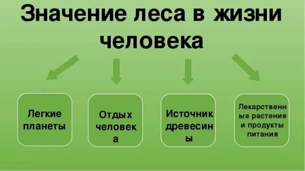 Какое значение сообщества для человека. Роль леса в жизни человека. значение леса. роль лесов в жизни человека. значение леса для человека.