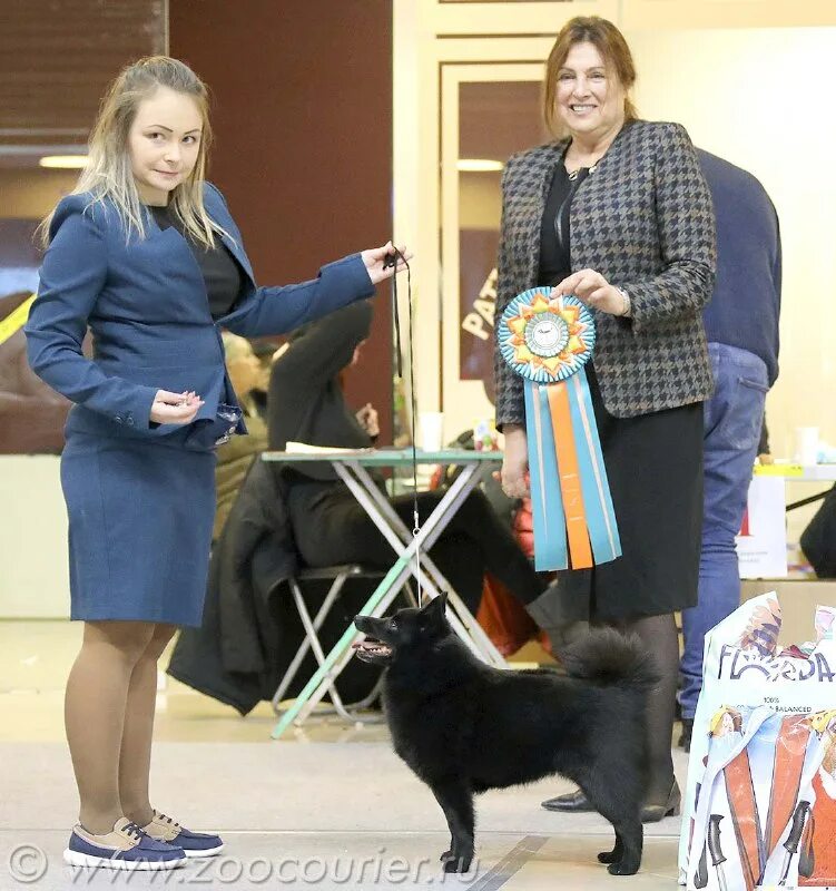 зоокурьер выставки собак в санкт-петербурге 2021. зоокурьер выставки собак в спб 2024. зоокурьер выставки. зоокурьер выставки. выставка монопородная кокер спаниель.