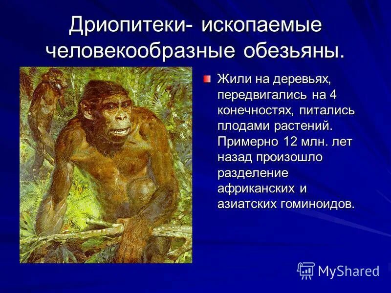 Человек как и человекообразные обезьяны имеет. Человекообразные обезьяны. Человек и человекообразные обезьяны. Человек как и человекообразные обезьяны имеет. Различия человека и человекообразных обезьян.