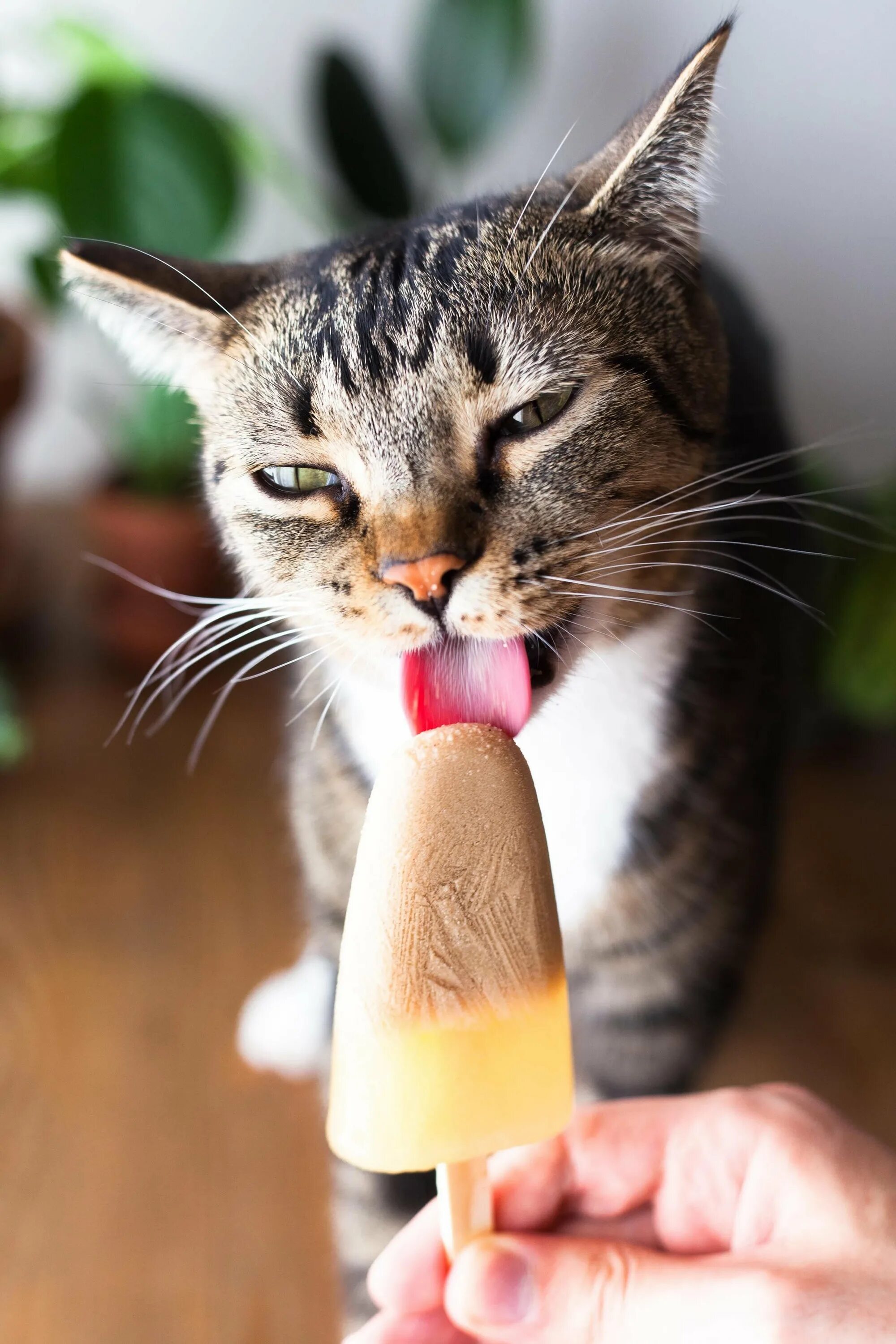 Кошачье мороженое. Котик с мороженым. Мороженое и кот. Коты и мороженое. Коты мороженщик