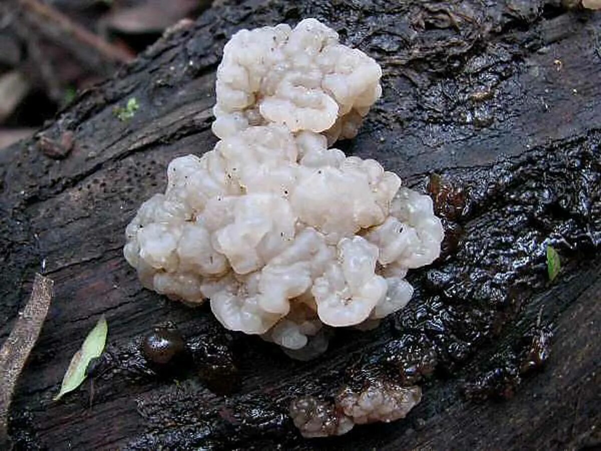 Дрожалка Лиственная Phaeotremella frondosa. Гриб Дрожалка фукусовидная. Дрожалка мозговая гриб.