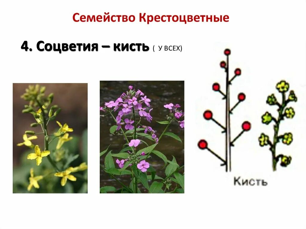 Крестоцветные кисть. Семейство крестоцветные соцветие. Соцветие крестоцветных. Papaveraceae соцветие кисть. Кисть крестоцветных.
