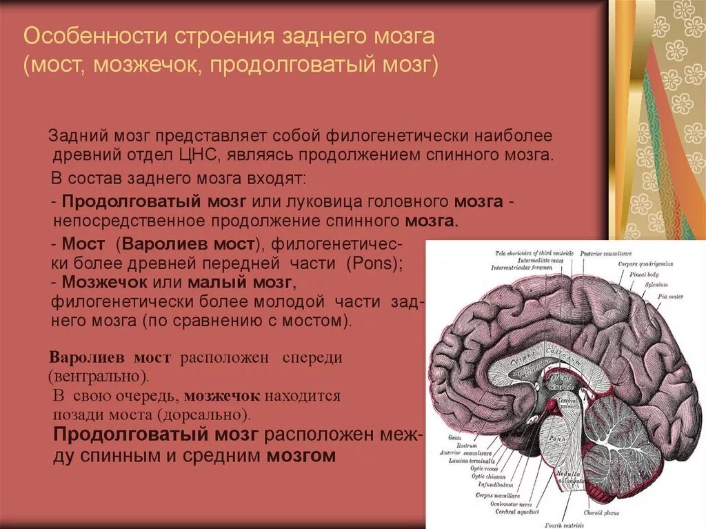 Функции продолговатого мозга головного мозга. Продолговатый мозг,мост,средний мозг, мозжечок,промежуточный. Строение головного мозга продолговатый мозг. Структура головного мозг средний мозг. Продолговатый мозг и мост функции и строение