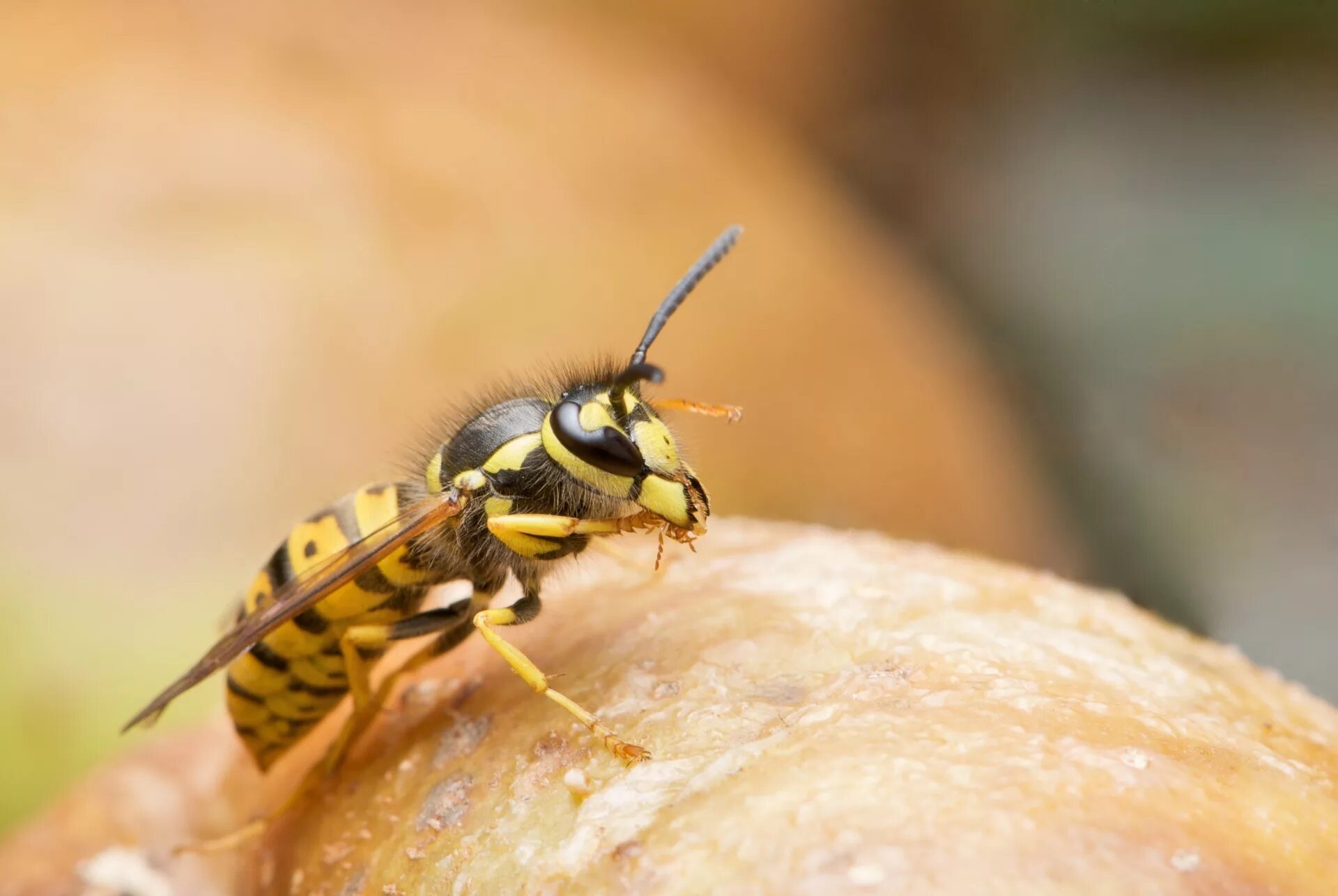 шершень кавказский. сцелифрон пелопей. пелопей обыкновенный. дикая оса. черная оса пелопей.