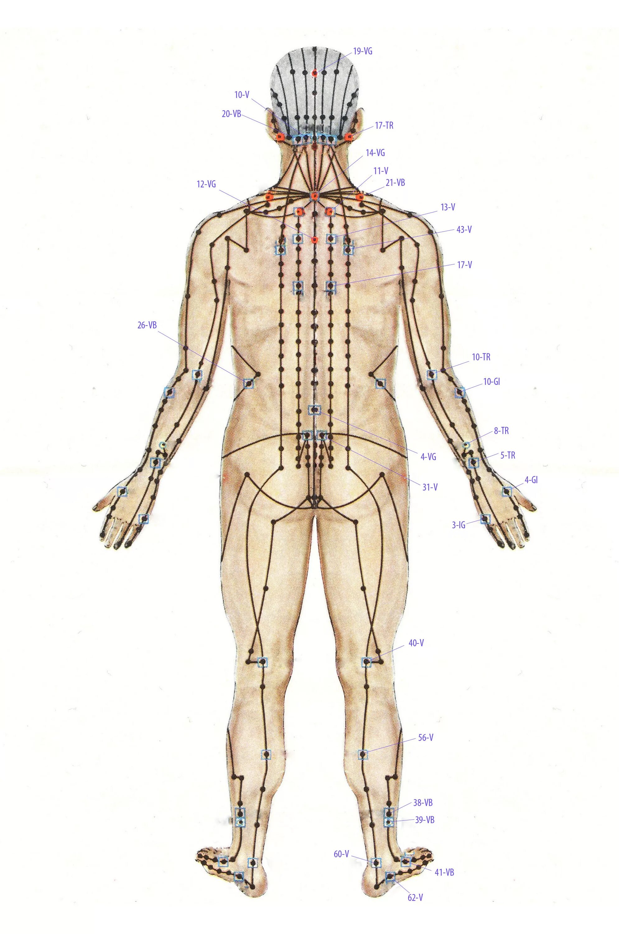 Каналы китайской медицины. Акупунктура меридианы китайская медицина. Энергетические меридианы человека китайская медицина. Китайская медицина меридианы и биологически активные точки. Китайская акупунктура и меридианы тела.