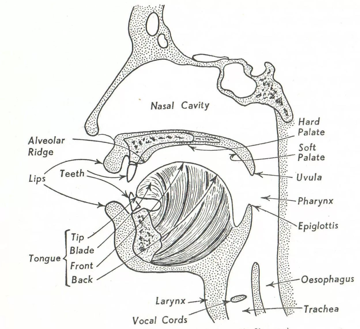 Дыхательная латынь. Organs of Speech in English Phonetics. Схема речевого аппарата на английском. Органы речи на английском. Речевой аппарат.