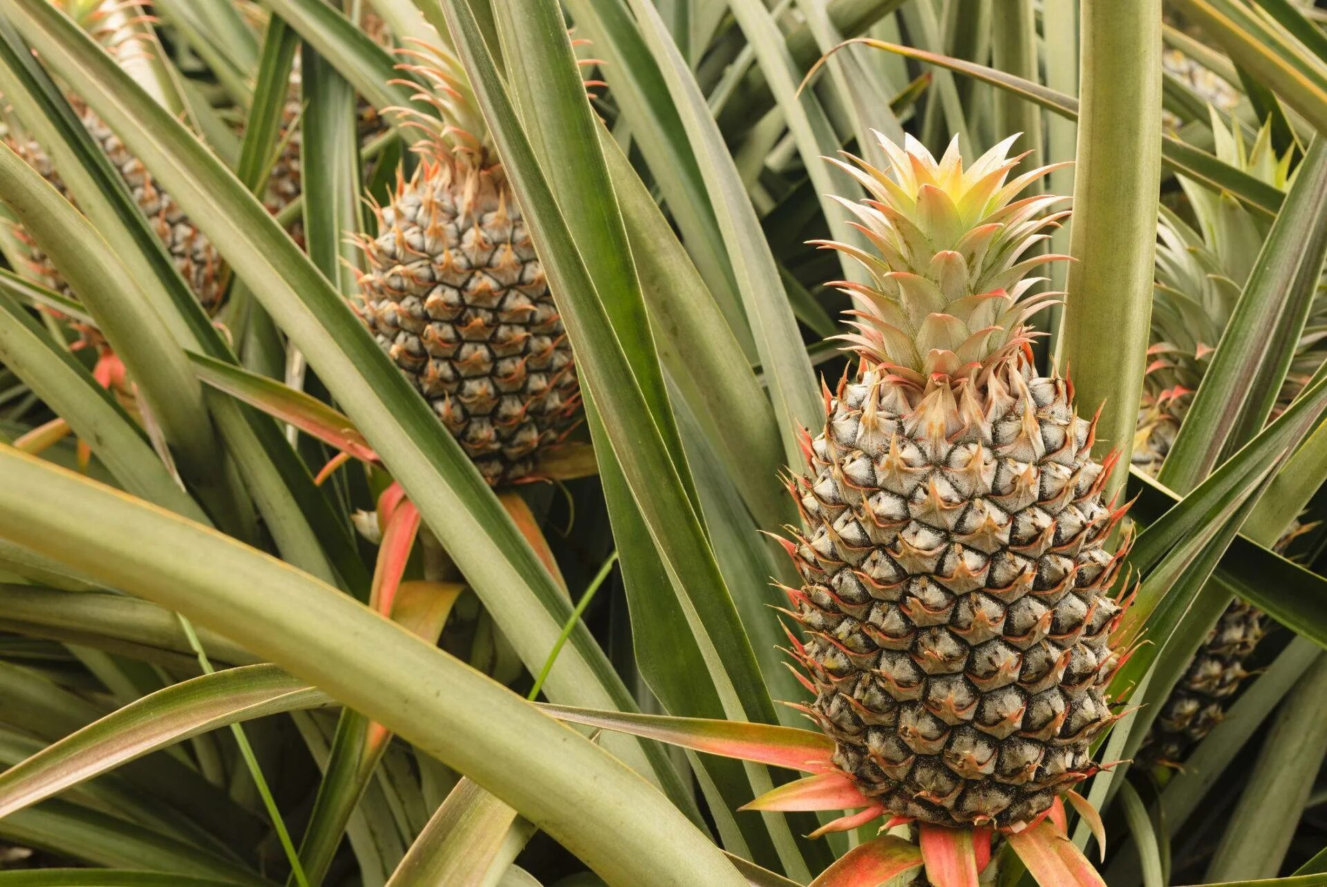 Ananas comosus. Ананасы на Пальме. Ананасовое дерево. Соцветие ананаса.