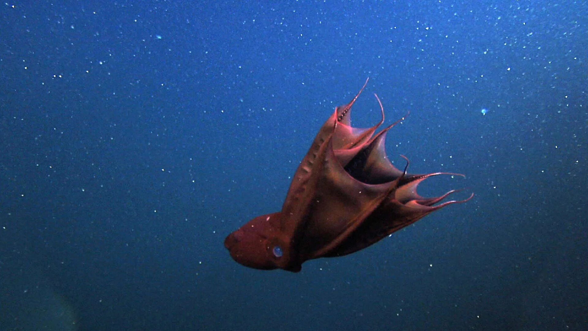 VAMPIRE SQUID romps stun scientists: Unique sex lives revealed * The Register